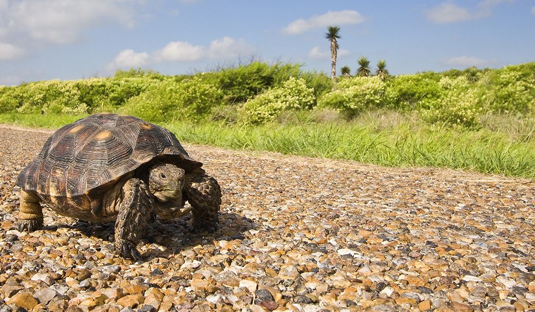 A slow tortoise